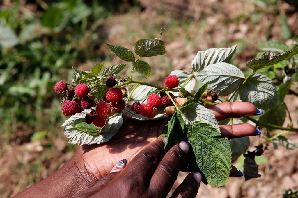 Haylene Greens HANDS