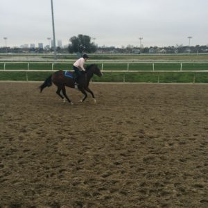 Early morning training at Fair Grounds Race Course & Slots in New Orleans.