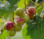 Wine In The South - Muscadine