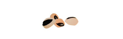 black-eyed-peas-2