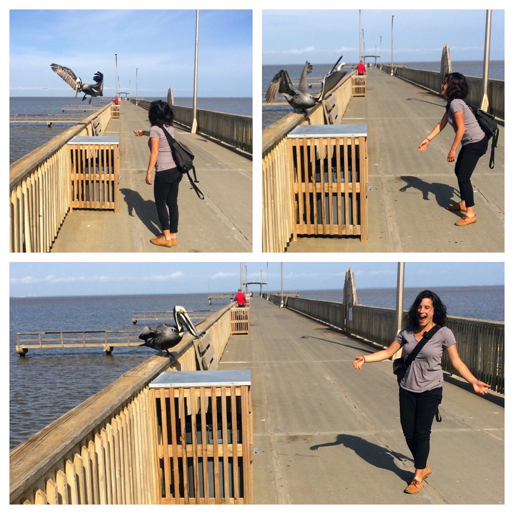 Bonus to our reporting for this story: Gravy intern Dana Bialek got to feed a pelican a fish on the Fairhope Town Pier. 