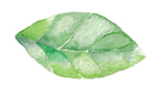 Leaf-divider