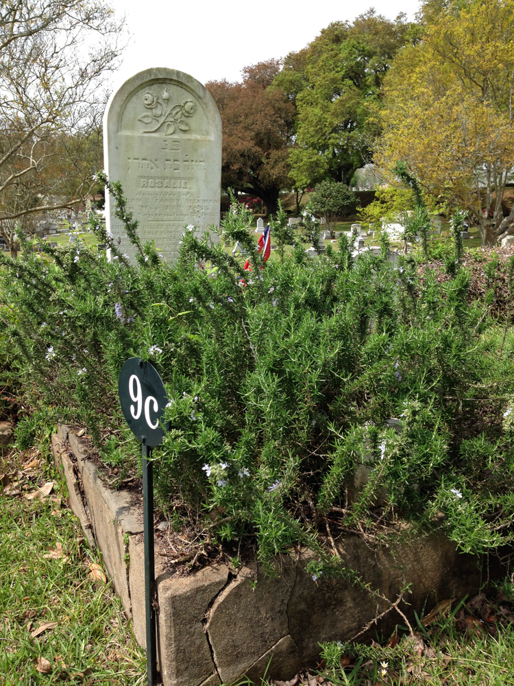 A bed of thick rosemary grows on the grave of seven-year-old Rosalie Beekman, the only person killed in Natchez, Miss. during the Civil War. Although rosemary is most commonly used in cooking, folklore and tradition link the herb to remembrance of the dead, especially in war time. (Photo by Robin Amer) 